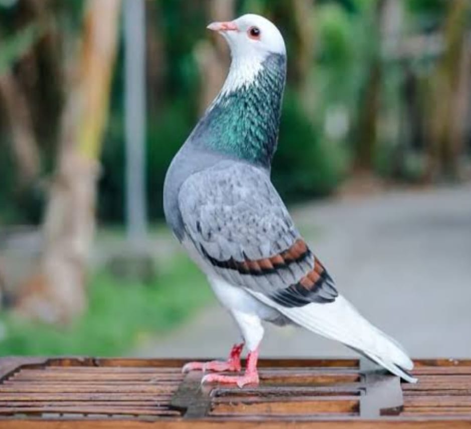 Pecinta Merpati Kolong, Kepoin Yuk ! Ini 7 Tips Memilih Burung, Agar Bisa Jadi Juara