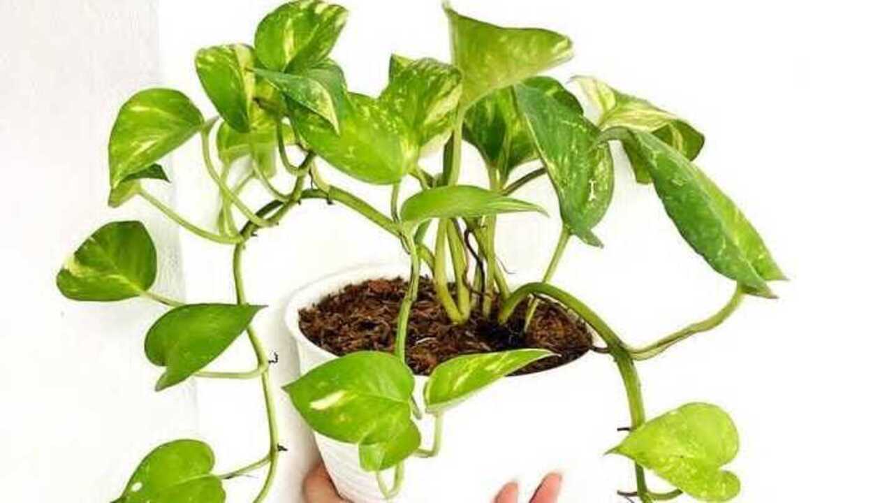 Sirih Gading, Tanaman Hias Cantik yang Mudah Ditanam di Media Air