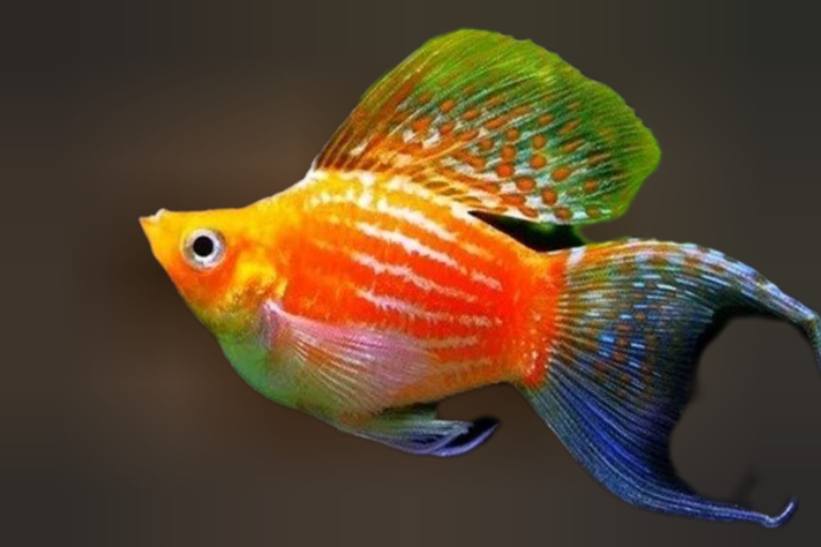 Cantiknya Ikan Molly, Bisa Bikin Mata Berbinar-Binar dan Hati Bergetar Kagum