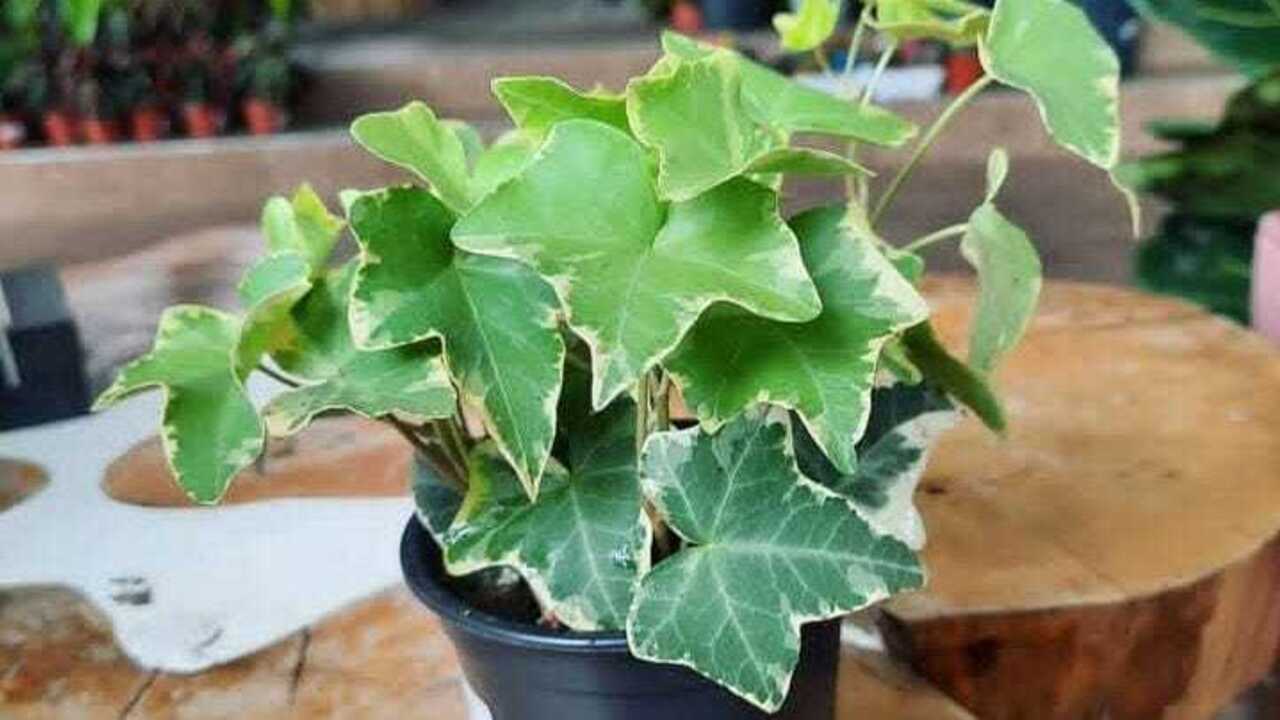 English Ivy, Tanaman Hias Cantik yang Bisa Tumbuh di Air Berbulan-bulan