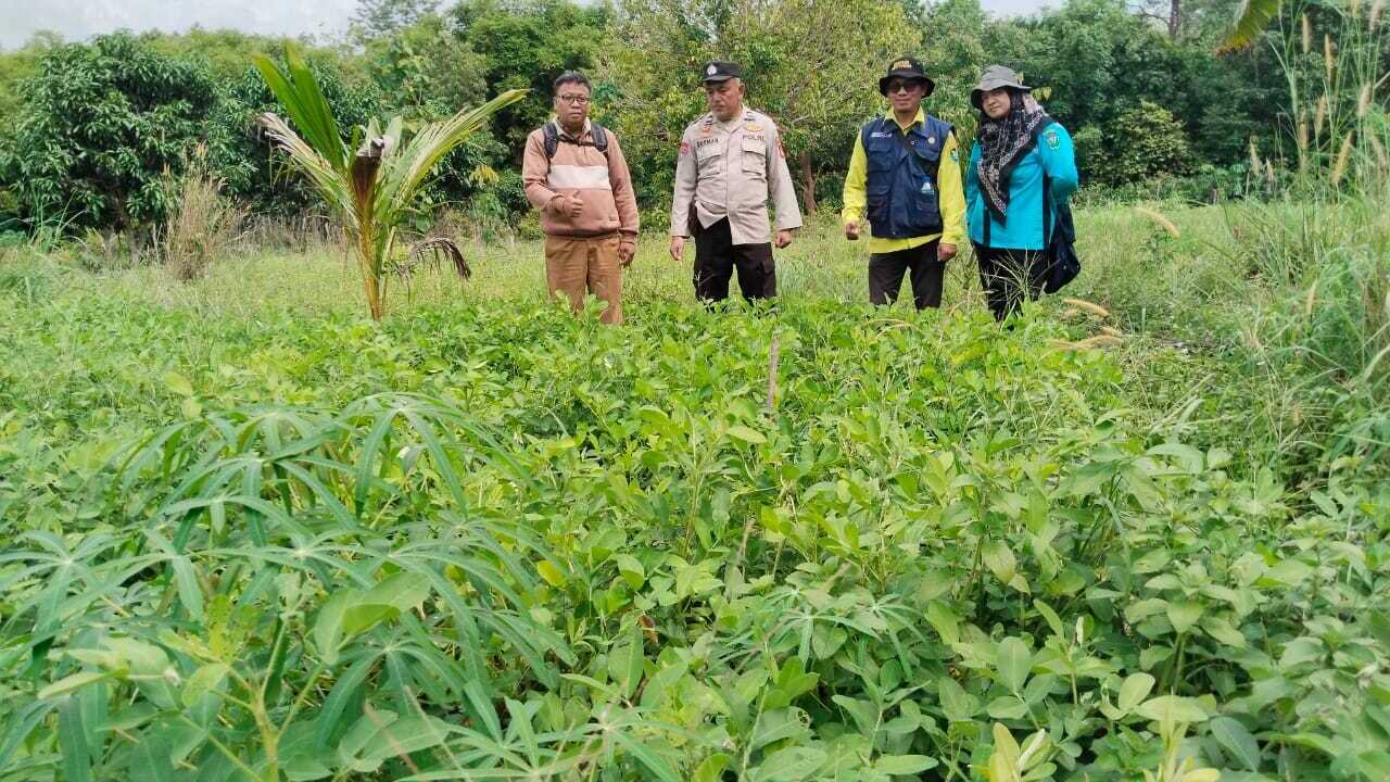 Tanam Kacang Tanah Untuk Ketahanan Pangan