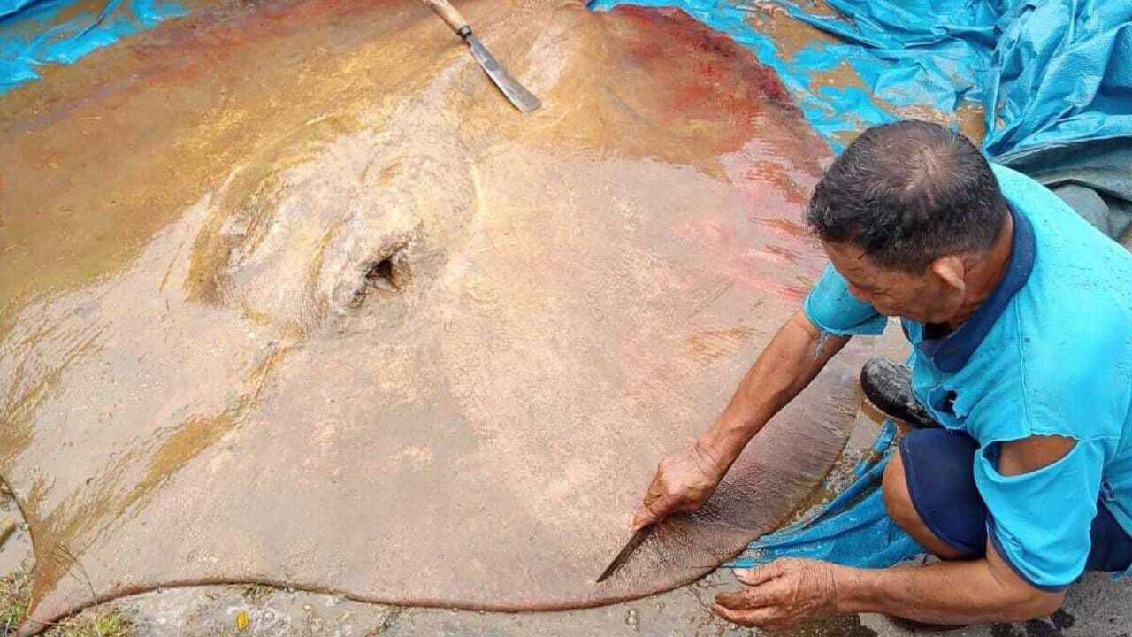 Warga Muratara Heboh, Ikan Pare Ditemukan di Sungai Rupit
