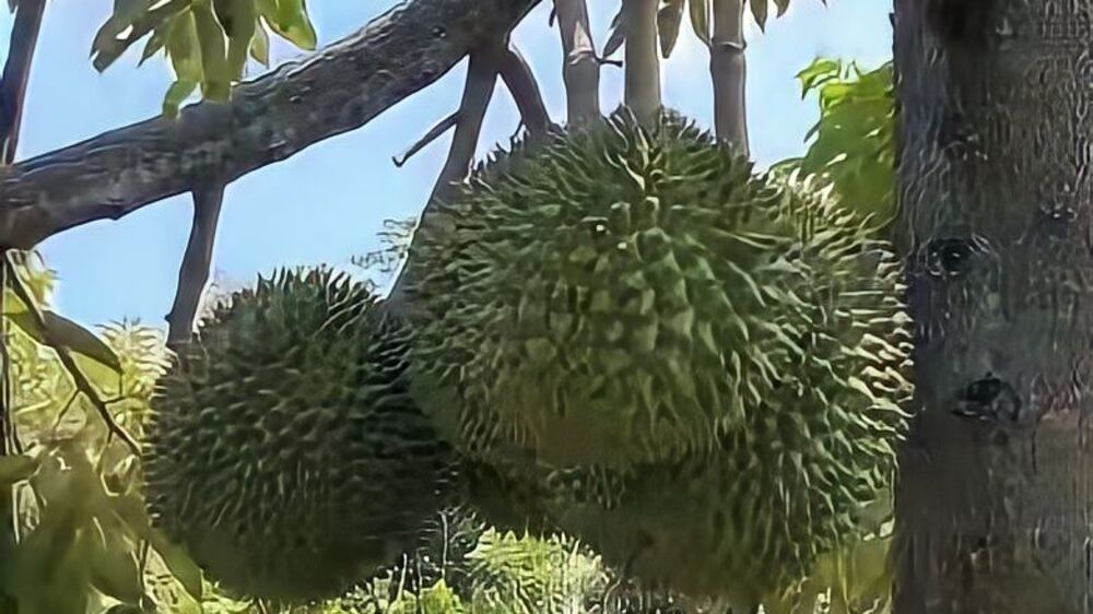 Tampilannya Boleh Sangar, Tapi Sering Konsumsi Durian Bisa Bikin Kalian Awet Muda