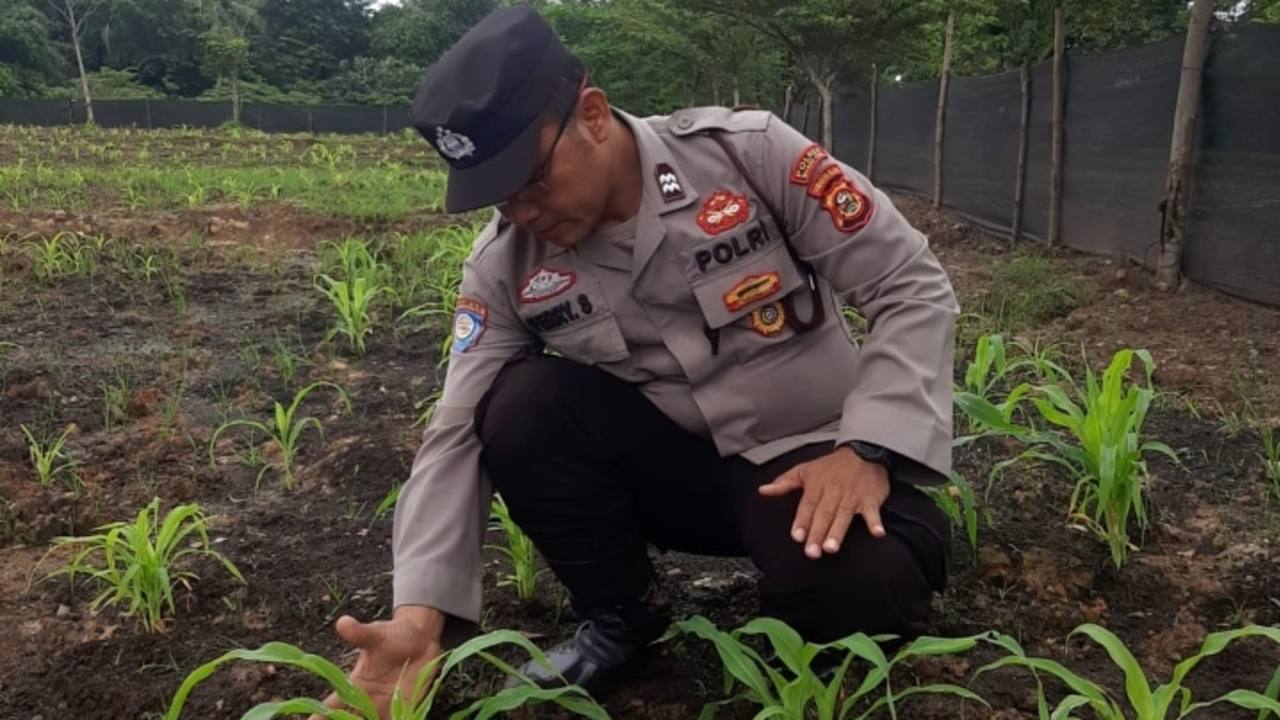 Cek Progres Penanaman Jagung Serentak