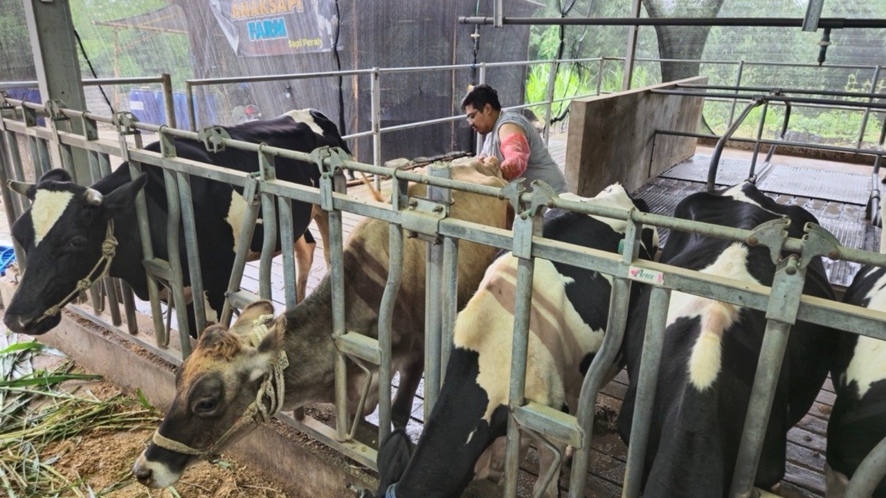 BRI Peduli Tingkatkan Kapasitas Peternak Sapi Perah di Malang Lewat Program Klaster Unggulan