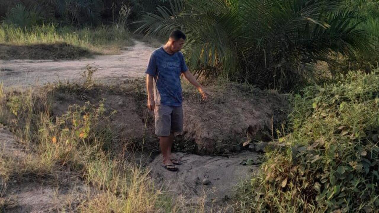 Limbah RMKO Diduga Cemari Kebun Warga, 35 Batang Sawit Mati