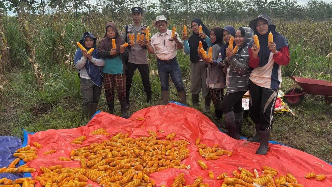 Sinergi Polsek Tanjung Raja dan PT. Roesli Taher Panen Jagung Dukung Ketahanan Pangan