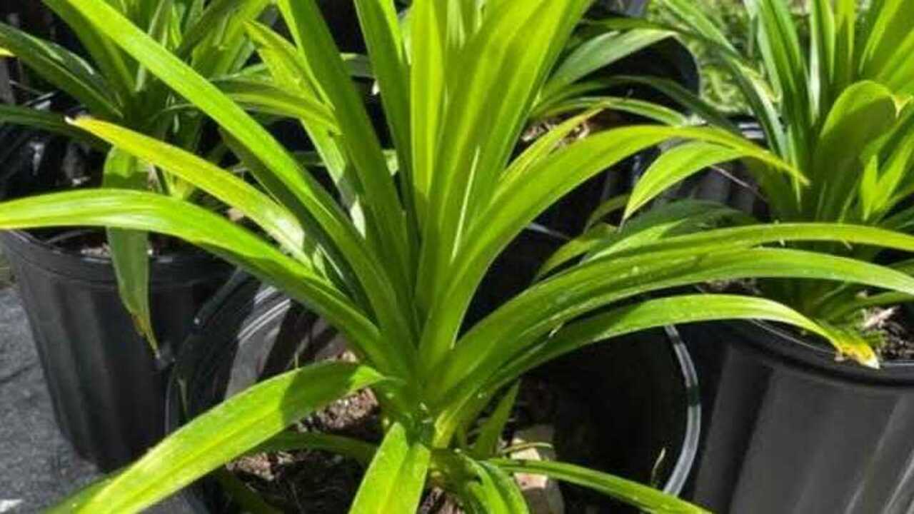 Pandan Wangi Diyakini Lancarkan Usaha, Simbol Rezeki dan Energi Positif di Rumah