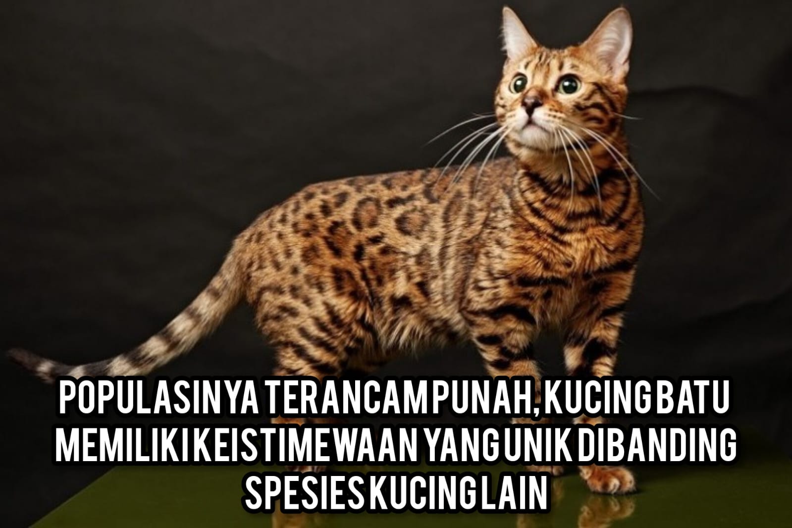 Populasinya Terancam Punah, Kucing Batu Memiliki Keistimewaan Yang Unik Dibanding Spesies Kucing Lain