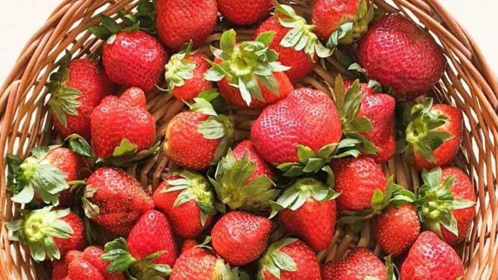 Langkah-langkah Memilih Bibit Strawberry Berkualitas: Panduan Praktis dari Para Petani Berpengalaman