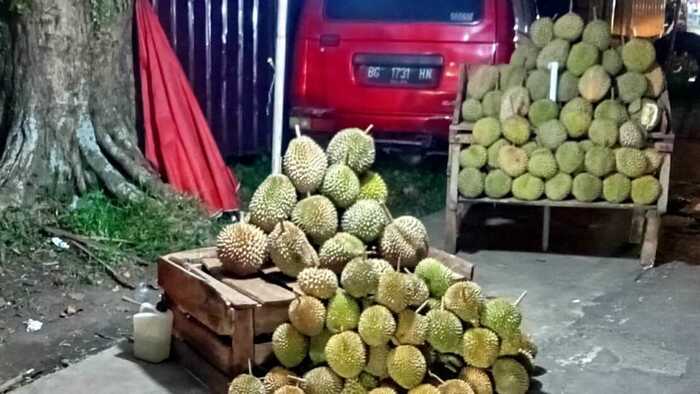 Mengungkap Kejutan: 7 Kabupaten Penghasil Durian Terbanyak di Provinsi Sumatera Utara