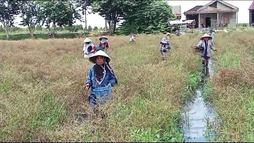  Banjir Melanda Pemulutan Ogan Ilir: Petani Cabai Merugi, Harga Turun Drasti