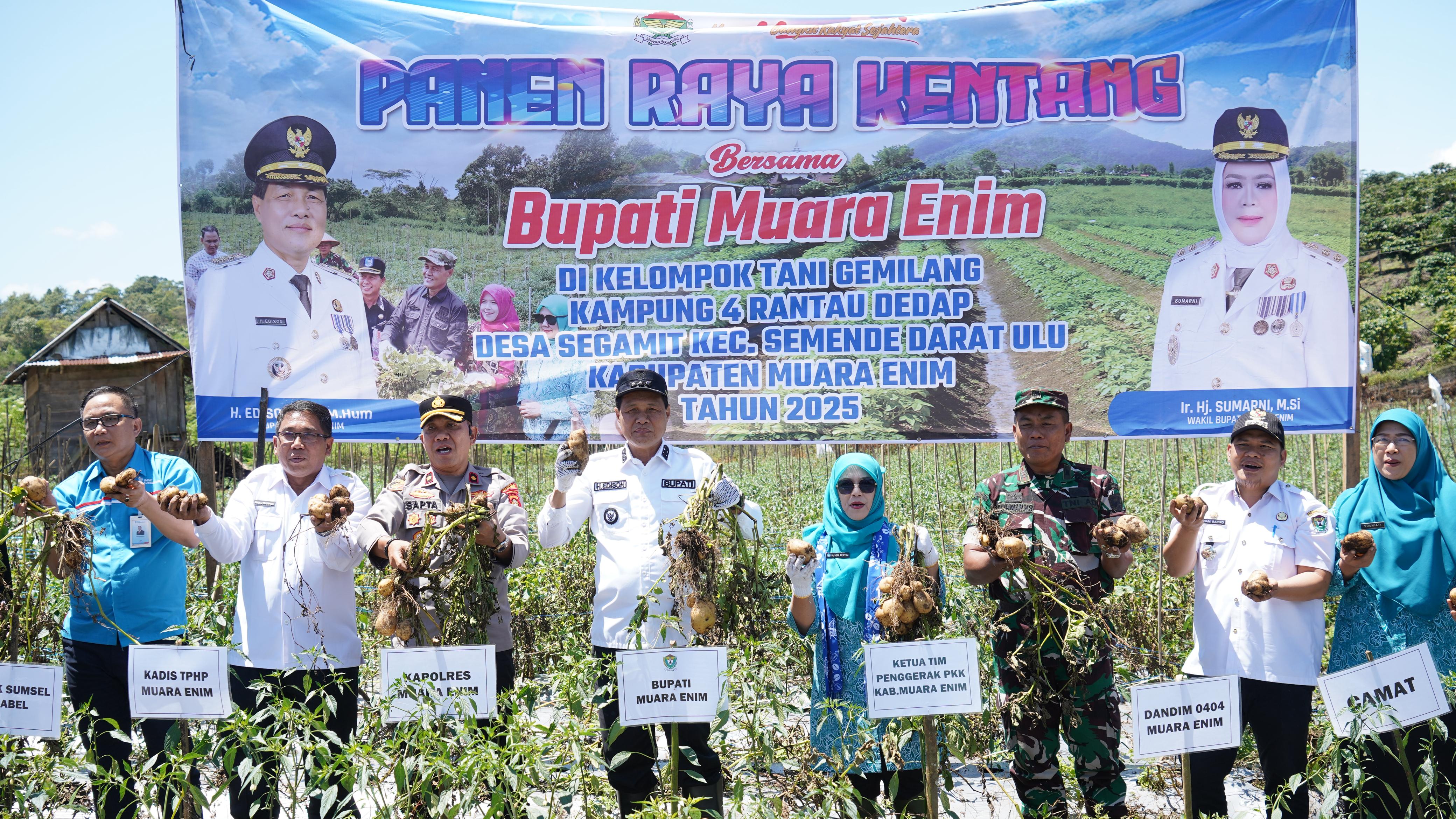 Muara Enim Produsen Kentang Terbesar di Sumsel