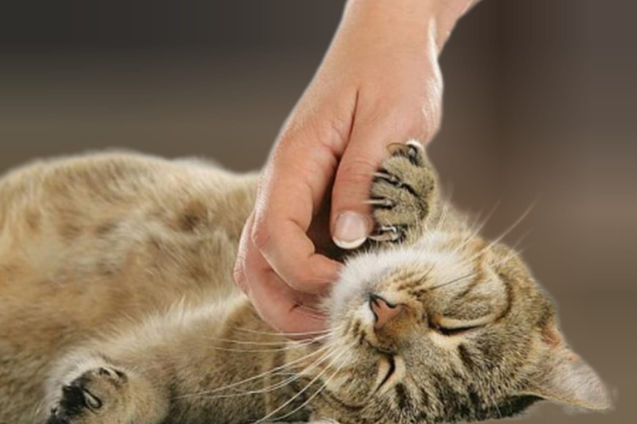 Ini Dampak Serius Bagi Kesehatan Kucing, Perhatikan Hal Berikut Agar Kucing Anda Sehat dan Bugar