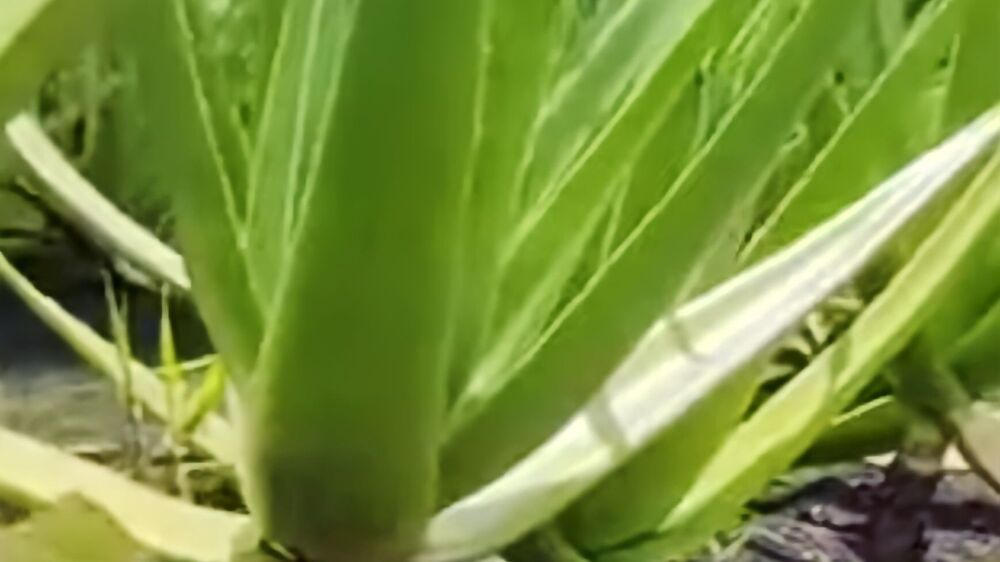 Ketombe Bikin Percaya Dirimu Menurun? Gunakanlah Lidah Buaya, Si Aloe Vera yang Melindungi Kulit Kepala