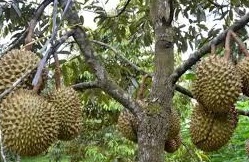 7 Kabupaten Penghasil Durian Terbanyak di Provinsi Sumatera Utara, Ternyata Didominasi Calon Provinsi Baru Ini