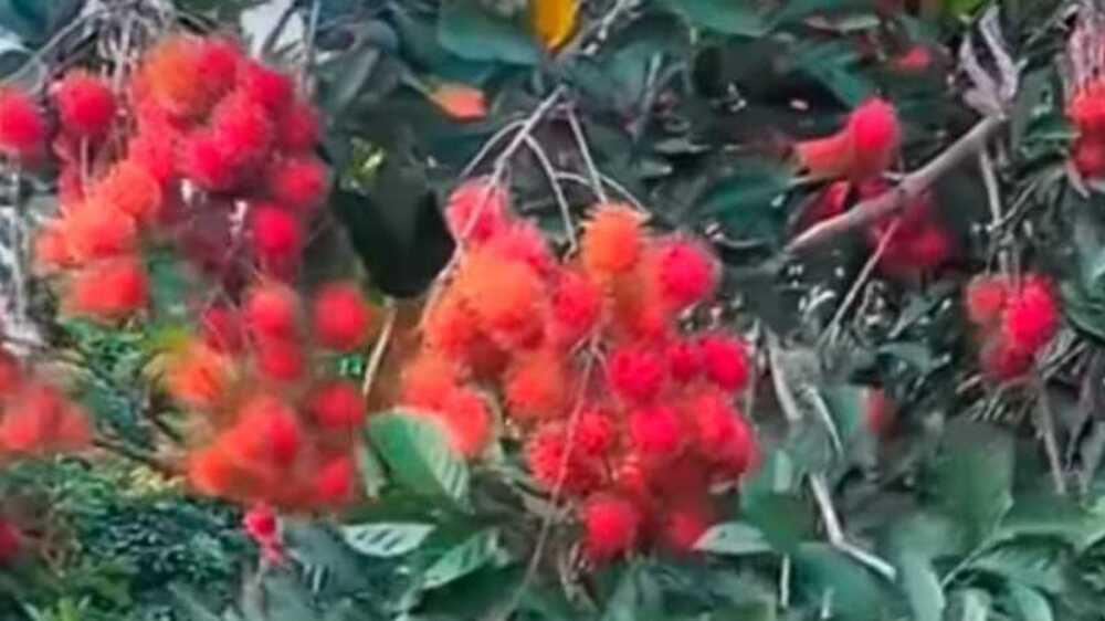 Manfaat Luar Biasa Kandungan Vitamin A dalam Rambutan untuk Kesehatan Mata