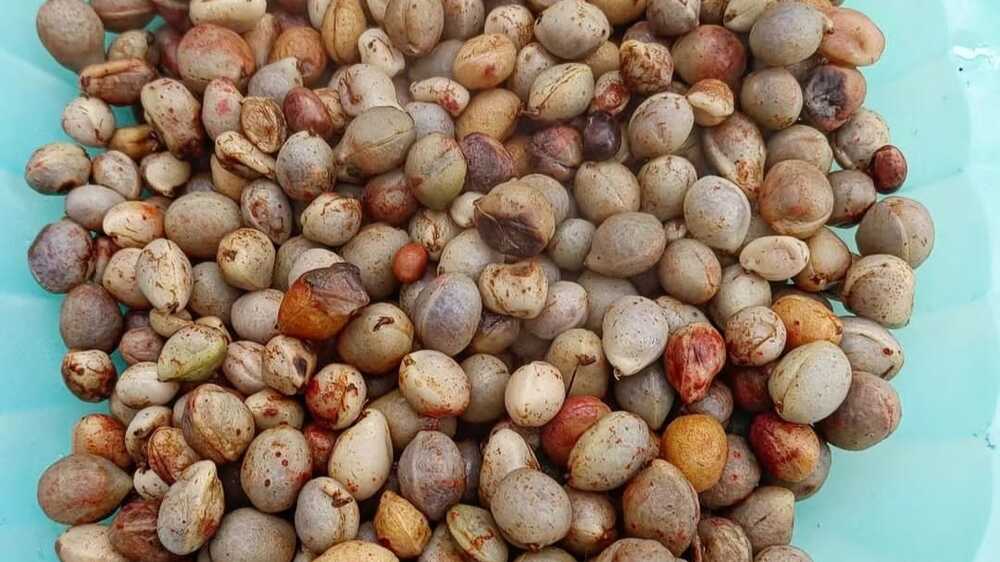 Kacang Bogor: Makanan Khas Indonesia yang Kaya Manfaat