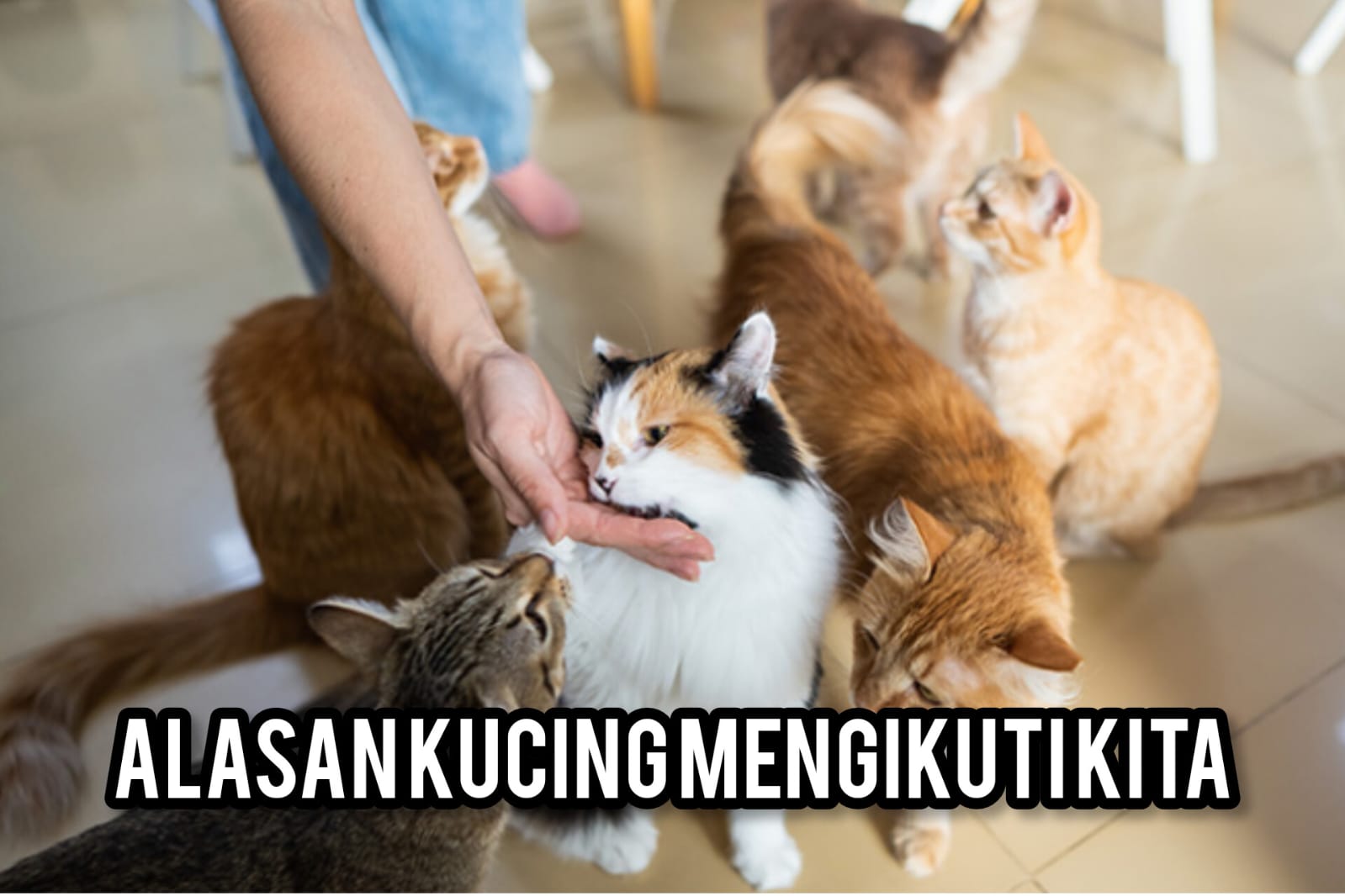 Kamu Pernah Di Buntuti Kucing? Ternyata ini Alasanya, Tak Melulu Karena Lapar