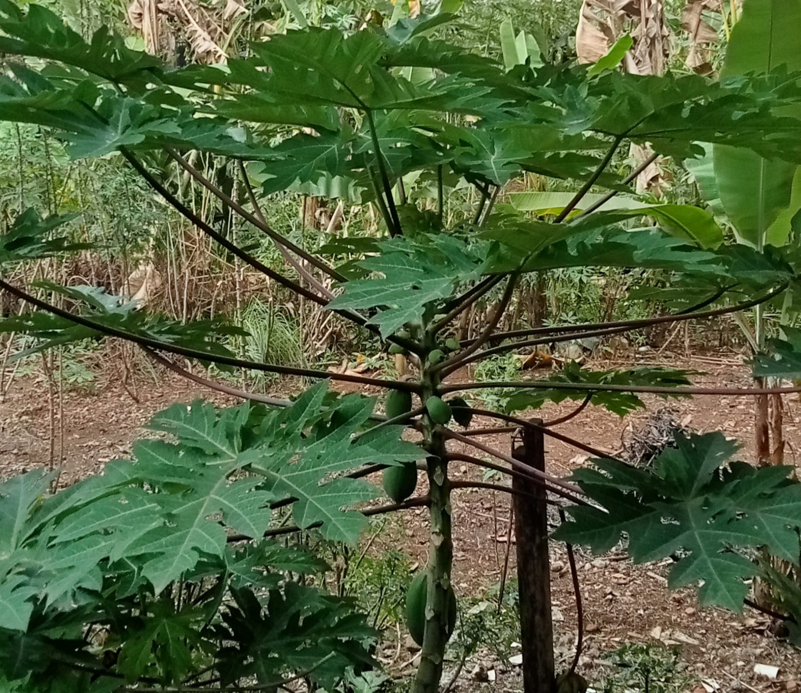 Daun Pepaya Untuk Mengatasi Kulit Kasar dan Manfaat Lainnya Bagi Kesehatan