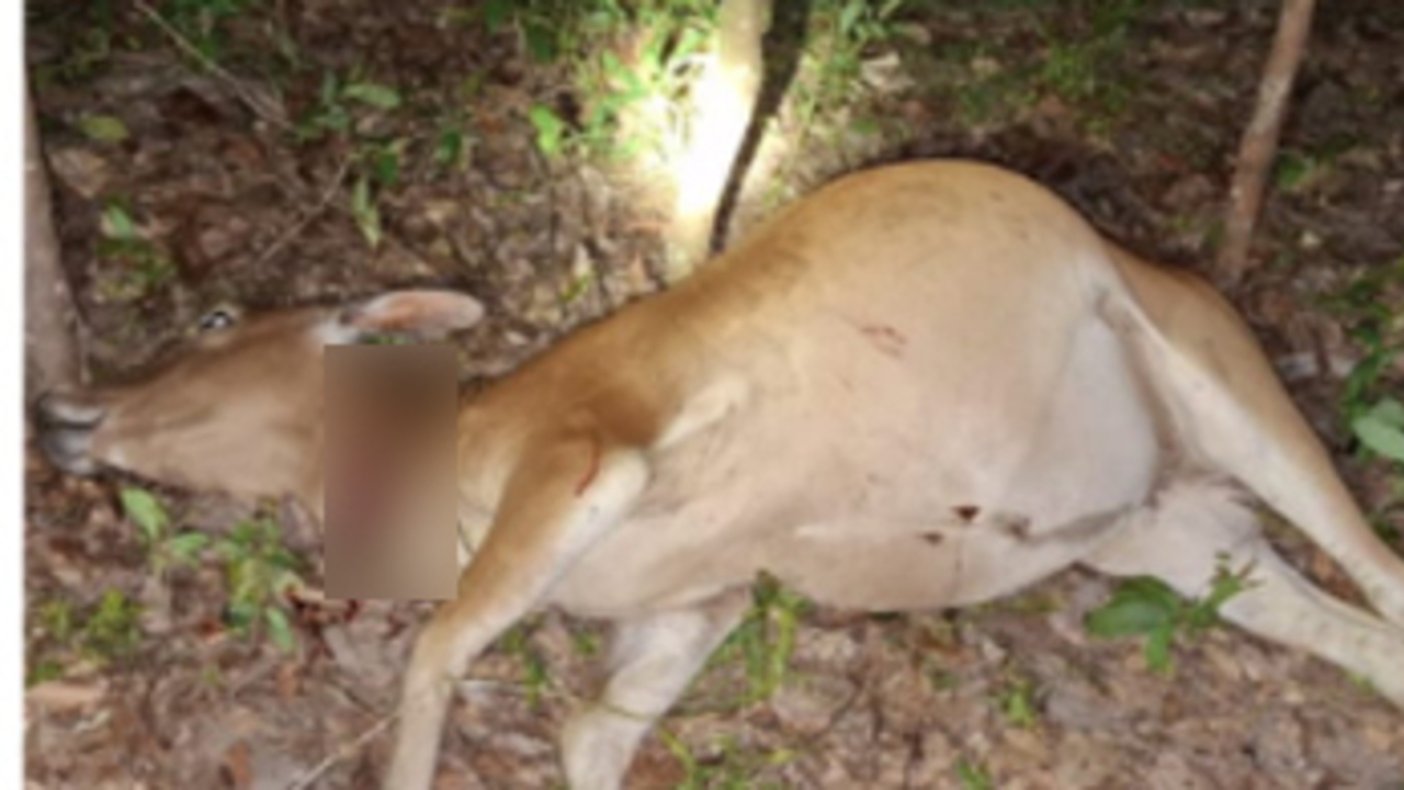 Maraknya Pencurian Sapi Buat Warga Pangkalan Lampam OKI Resah