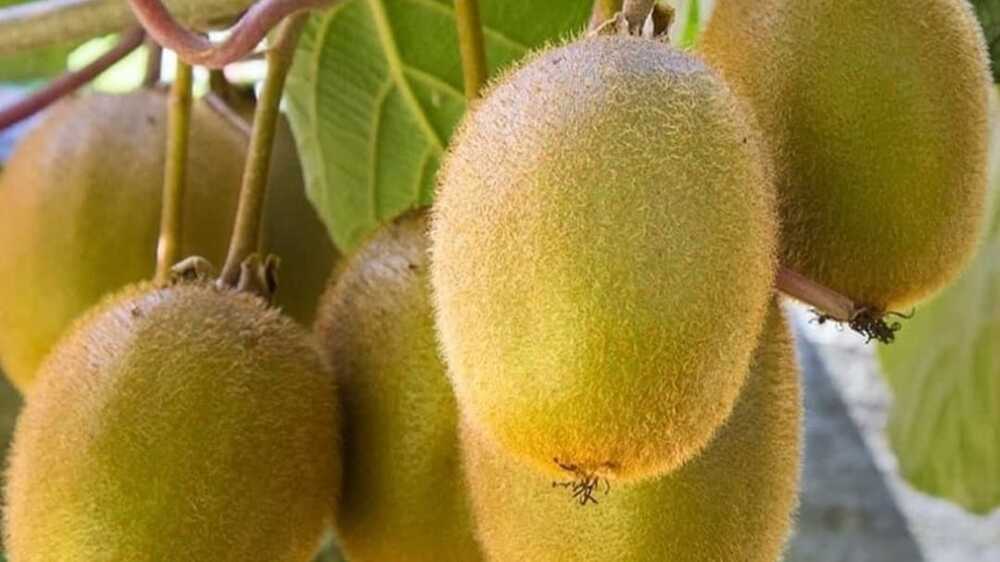 Pentingnya Mengidentifikasi Alergi terhadap Kiwi pada Anak-Anak: Panduan bagi Orang Tua