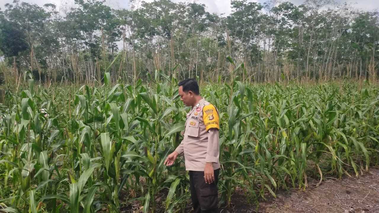 Komunitas Jagung Diminati Petani 