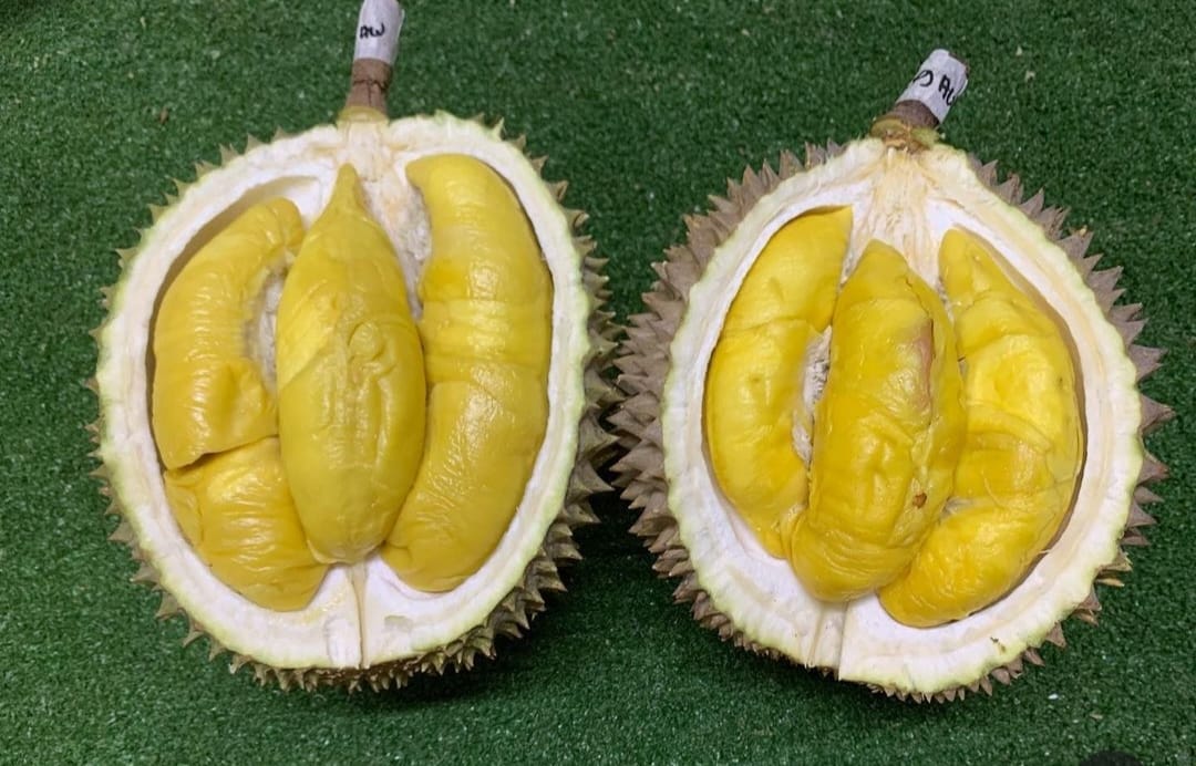 Jangan Suka Makannya Saja, Ini Loh ! 10 Fakta Unik Manfaat Buah Durian
