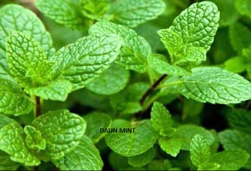 Resep Ampuh Minuman Herbal dari Daun Mint untuk Atasi Panas Dalam, Segar Banget dan Bikin Adem