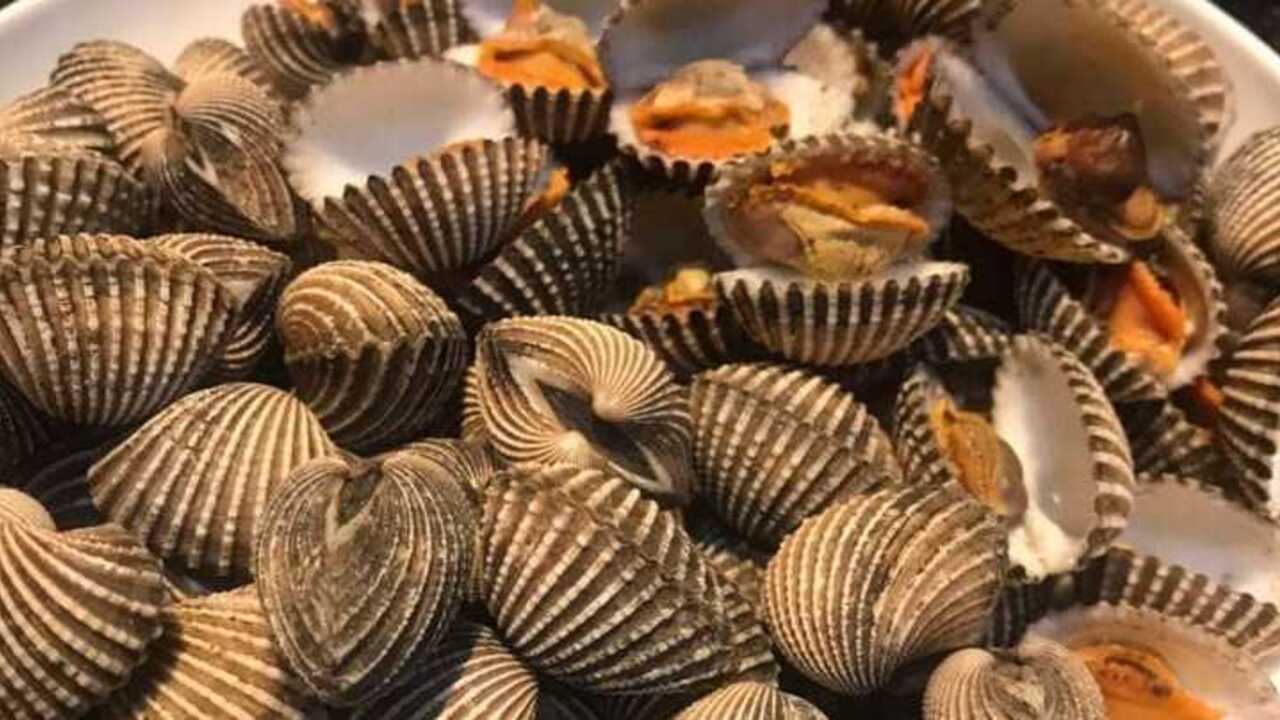 Manfaat Kerang untuk Kesehatan dan Kehidupan Manusia