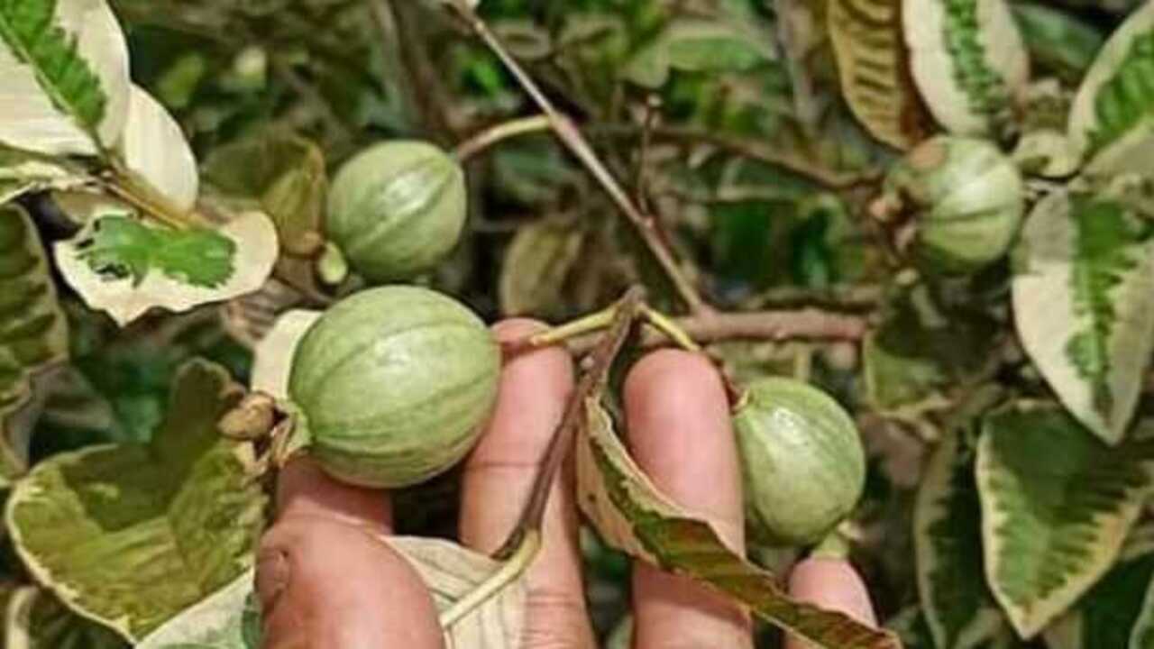 Manfaat Buah Jambu Biji Variegata (Psidium guajava) yang Perlu Anda Ketahui