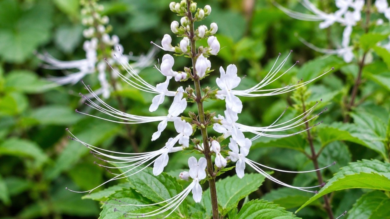 Kumis Kucing Tak Sekadar Tanaman Herbal, Ini Manfaatnya untuk Kesehatan