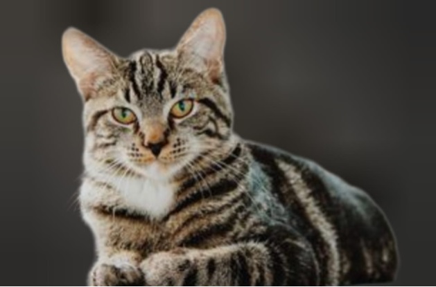 Misteri Rezeki dari Memelihara Kucing: Mitos atau Kenyataan?