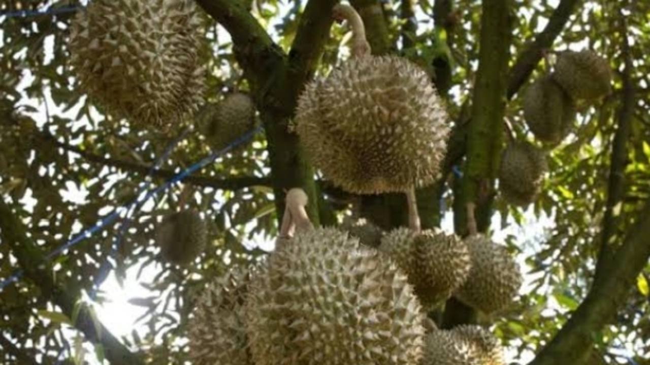 Tips Memilih Durian yang Matang dan Berkualitas untuk Penggemar Si Raja Buah