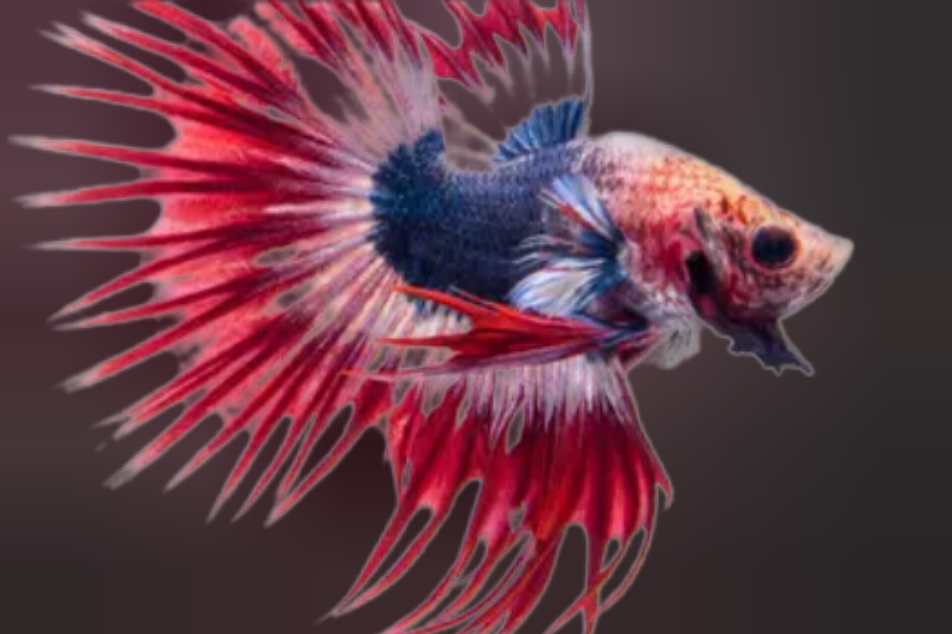 Rahasia Umur Ikan Cupang: Cara Mengetahui dengan Mudah melalui Ciri Fisik dan Perilaku