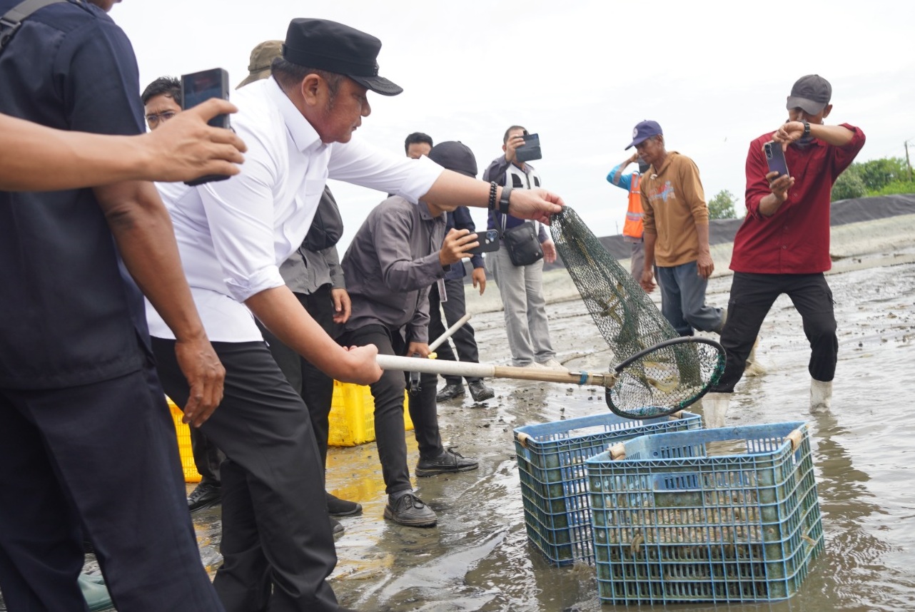 Barantin Perkuat Rantai Pasok Ekspor Udang Vaname Sumsel, Dorong Daya Saing Global Komoditas Unggulan Daerah