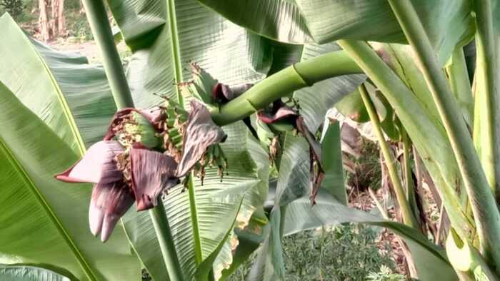 Kenali Nutrisi dan Manfaat Jantung Pisang, Mulai Sebagai Pencegah Kerutan Wajah Hingga Mencegah Kangker 