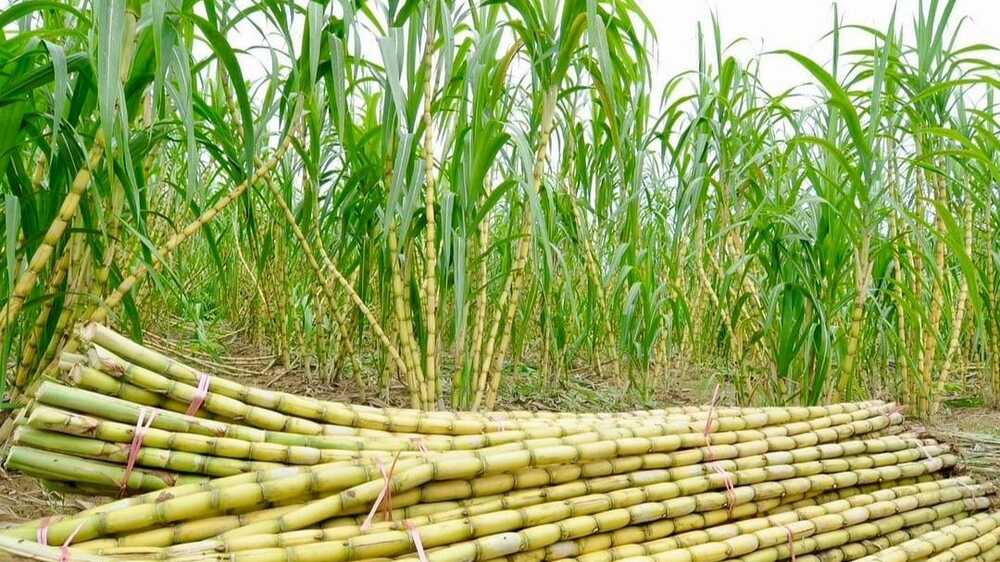 Tebu: Tanaman Penting dalam Industri Gula