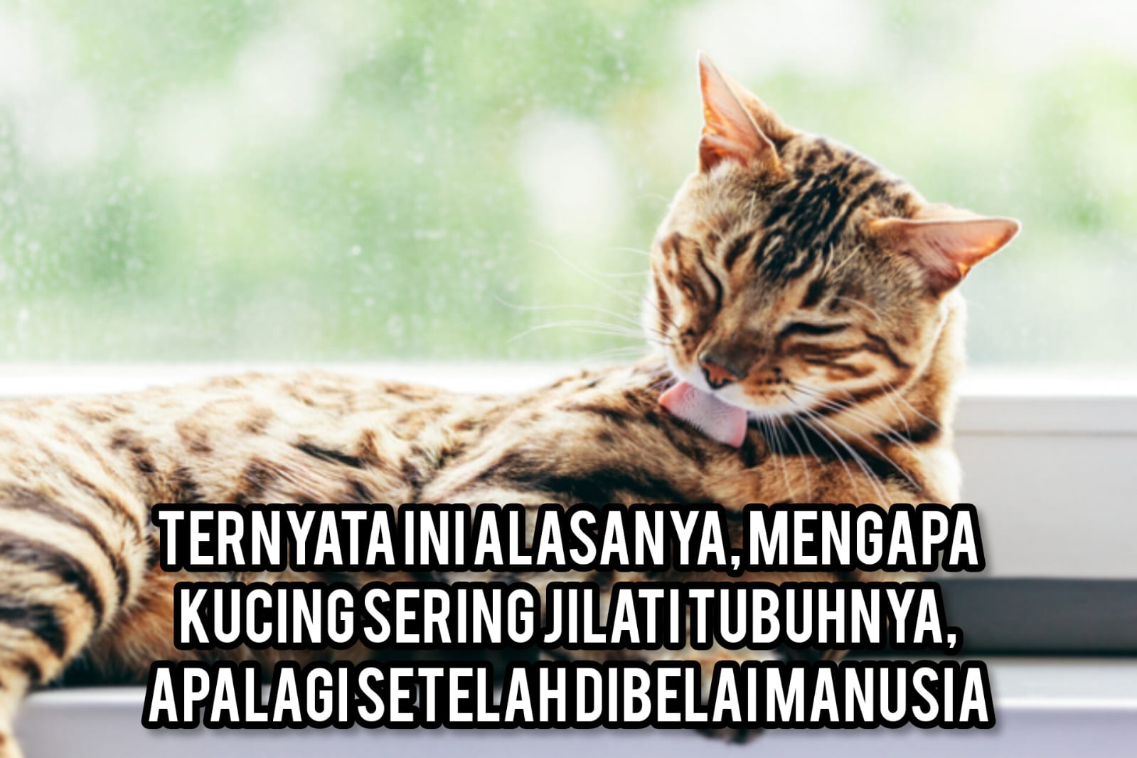 Ternyata Ini Alasanya, Mengapa Kucing Sering Jilati Tubuhnya, Apalagi Setelah Dibelai Manusia