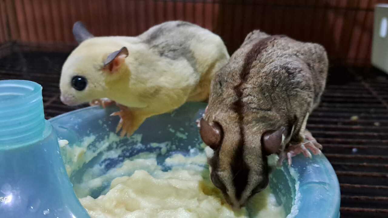 Jangan Sampai Salah, Begini Cara Mudah Merawat Sugar Glider Supaya Gemoy dan Lucu