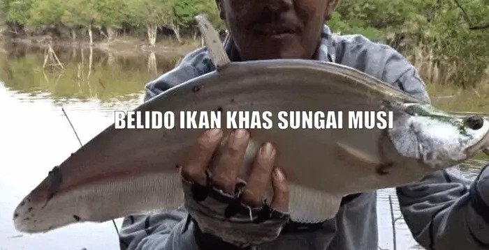 Ikan Khas Sungai Musi Sama dengan di Sungai Mahakam Kalimantan, tapi Populasinya Sekarang Jangan Ditanya