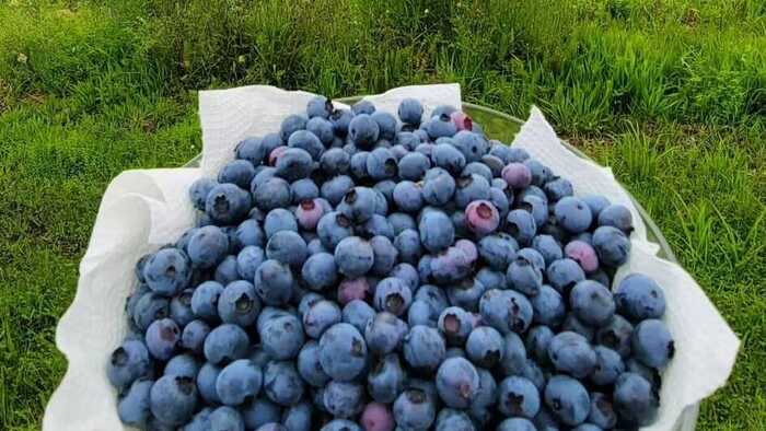 Menggoda Lidah dan Sehat si Buah Blueberry dalam Pembuatan Cake