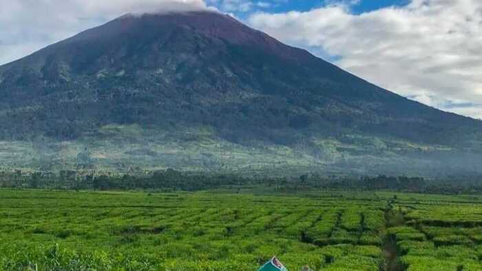 Pesona Kebun Teh Kayu Aro di Jambi: Eksotisme Alam dan Warisan Budaya