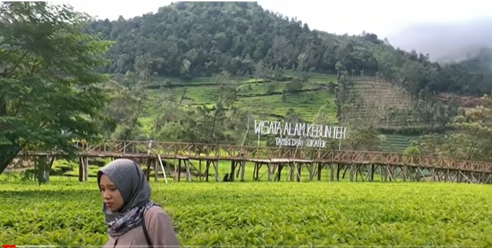 Minum Teh Langsung dari Pabrik, Wisata ke Kebun Teh Tambi Jawa Tengah, Gratis Loh..