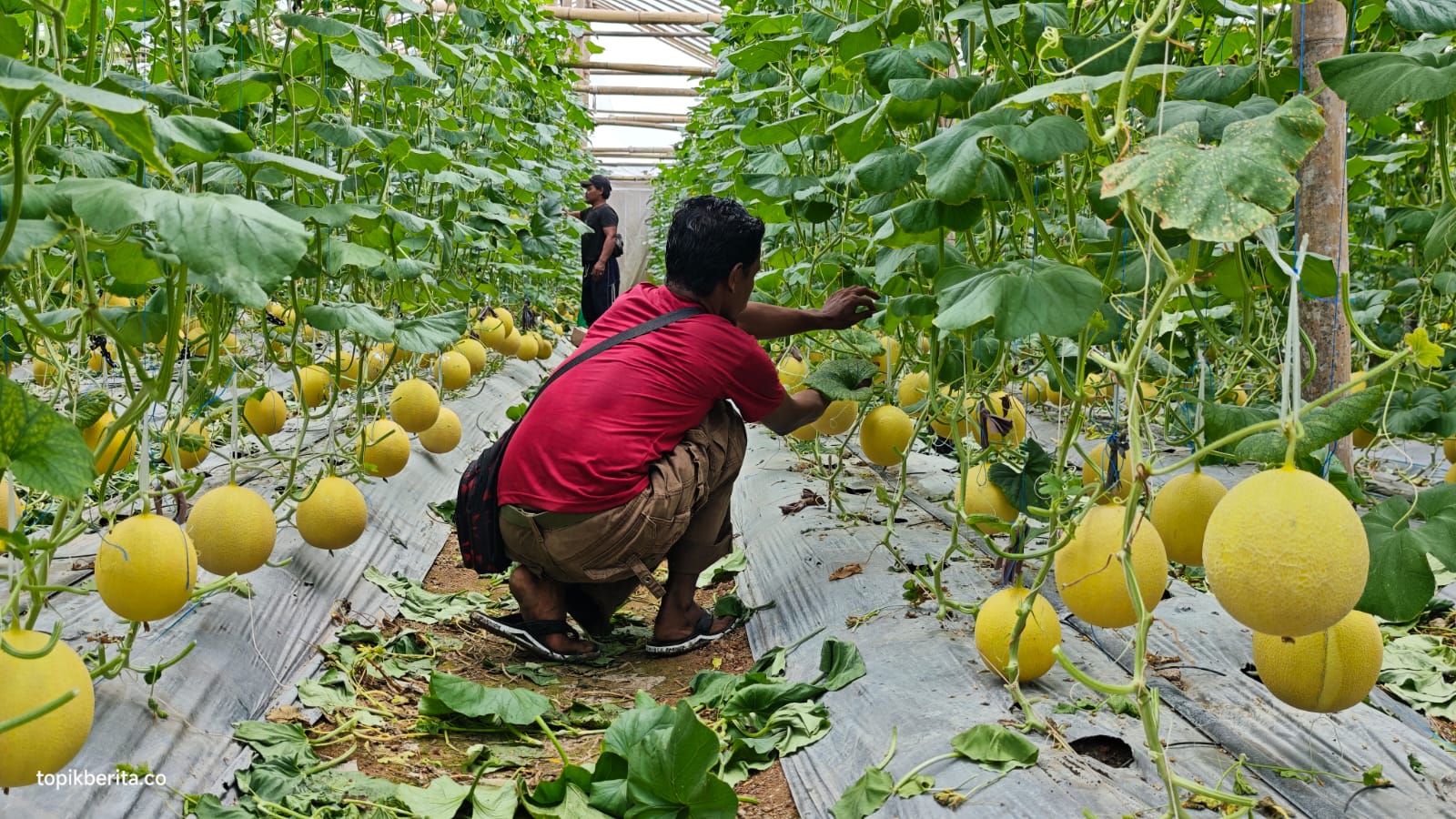 BRI Prabumulih dan YBM BRILiaN Dorong Kemandirian Ekonomi Petani