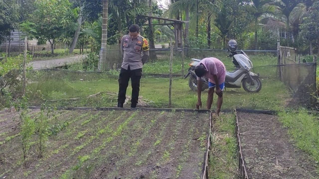 Dorong Ketahanan Pangan Lewat Budidaya Sawi