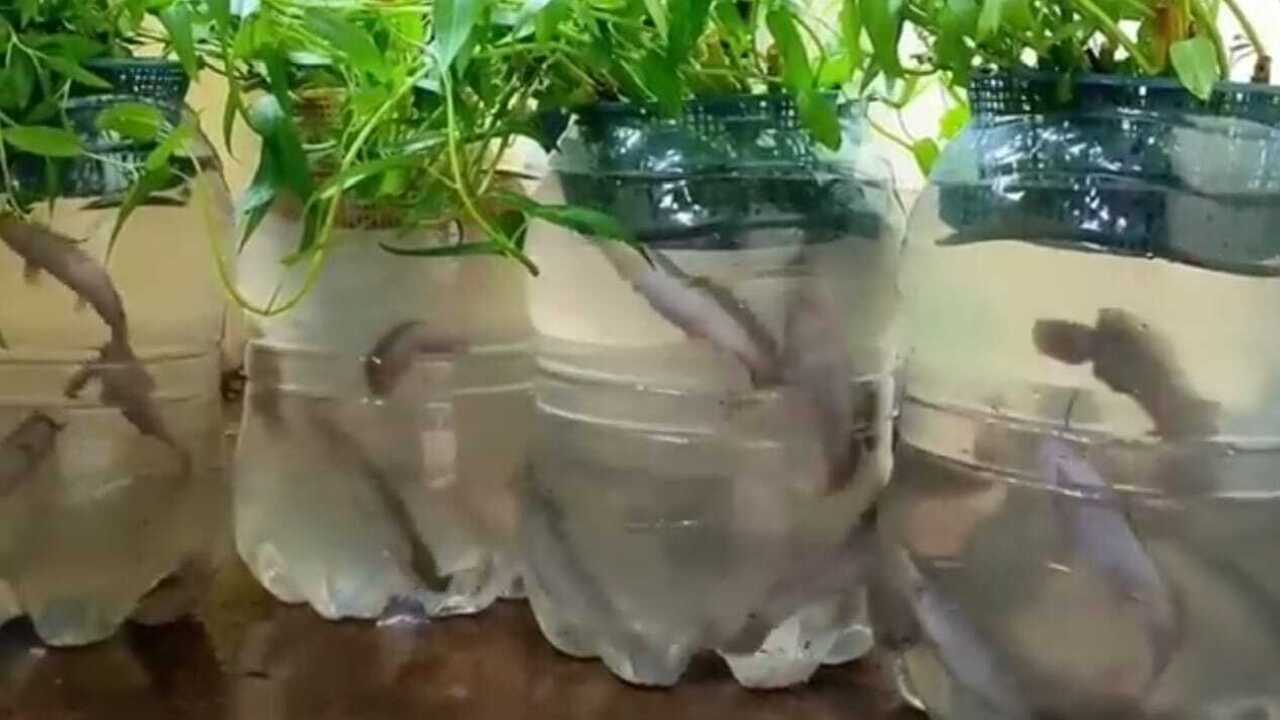 Budidaya Ikan Lele dalam Galon Bekas: Inovasi Skala Rumahan yang Murah dan Menjanjikan