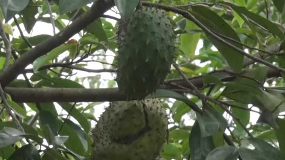 Ingin Mengurangi Peradangan ? Mengkonsumsi Buah Sirsak Adalah Solusinya!