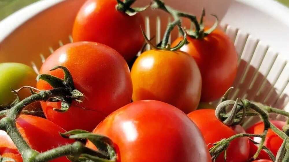 Tomat: Buah Sederhana dengan Manfaat Luar Biasa bagi Kesehatan