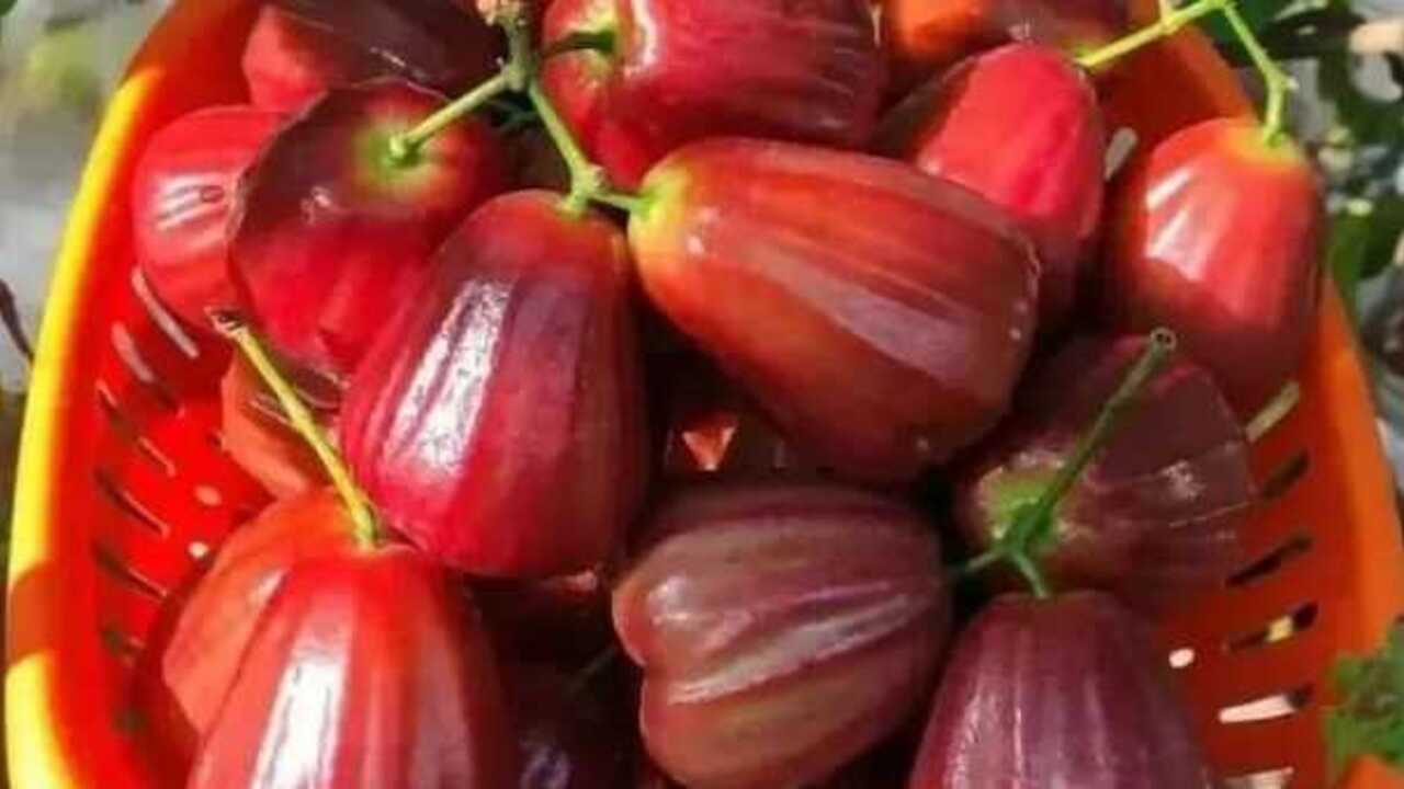 Jambu Air : Buah Segar dengan Banyak Manfaat Kesehatan yang Patut Dikenal Lebih Dekat